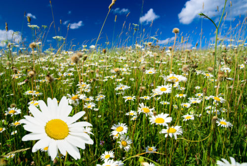 field of daisies and perfect sky